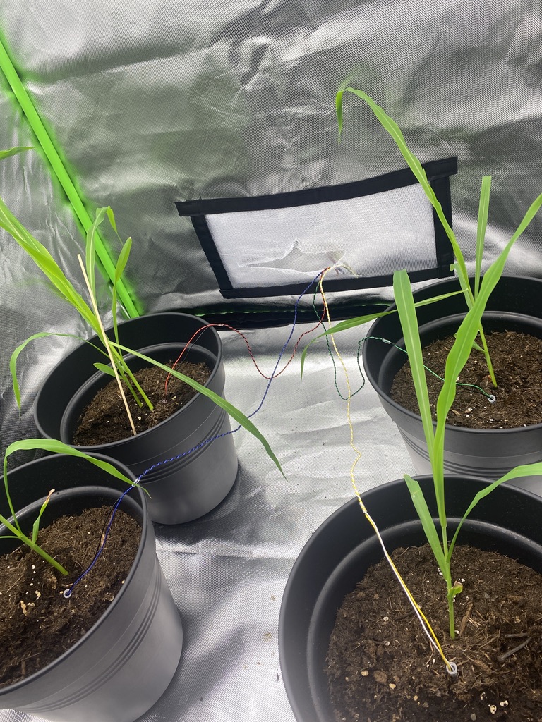 Électrophysiologie Végétale